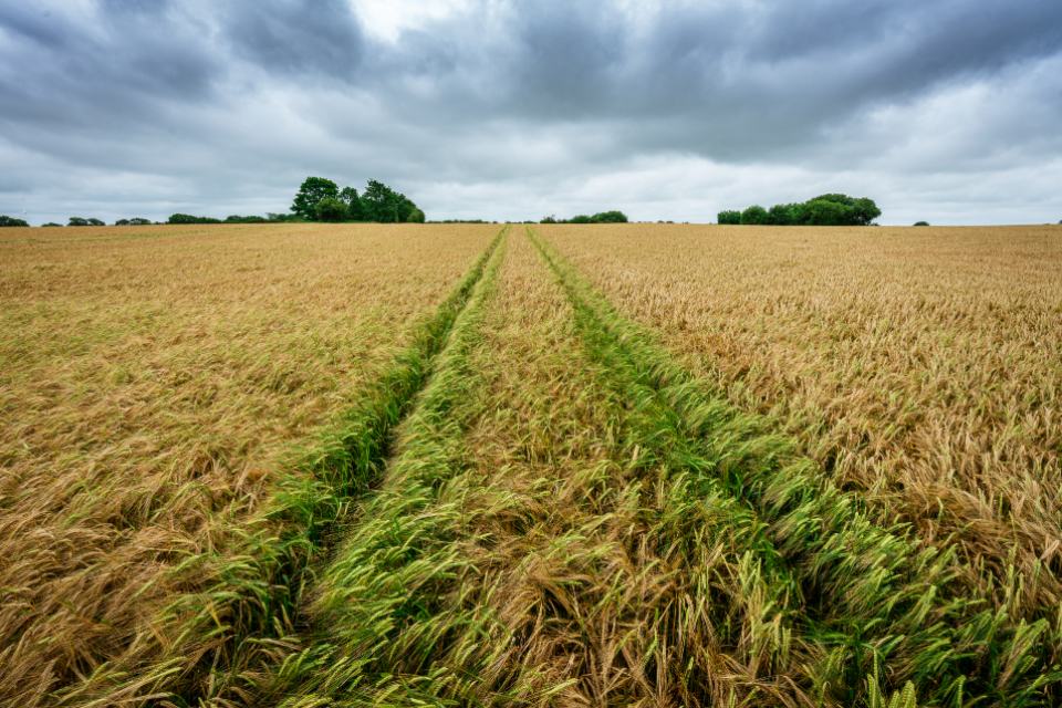 A UK farm with machinery and growing crops — the months of input and outlay a farming company carries before the season is sold