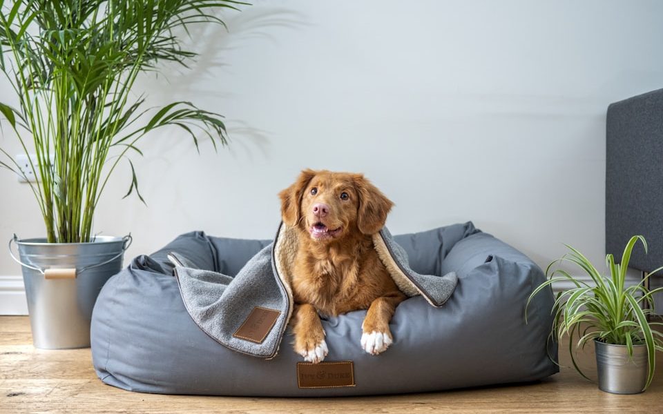 Veterinary practices — business funding for UK companies in this sector